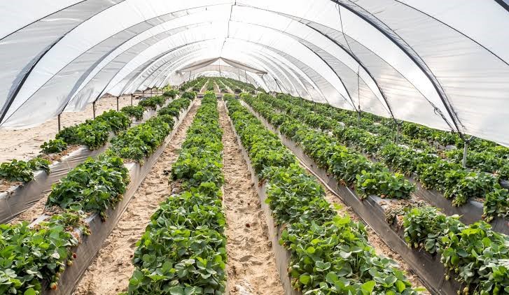 green house in Lagos, Nigeria